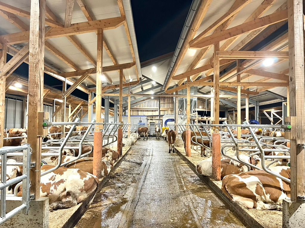 Moderner Kuhstall mit optimierter Beleuchtung