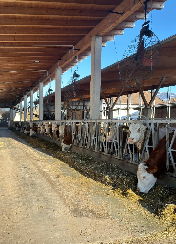 Hitzestress-Belüftung in der Praxis